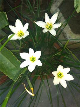white+flower
